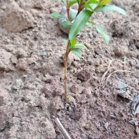 تکمیل-منزل-معاوضه-با-زمین