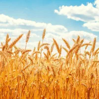 گندم
