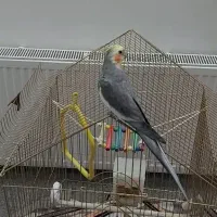 عروس هلندی کاملادستی|پرنده|اردکان, |دیوار