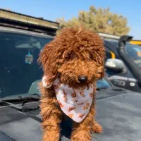 فروش سگ پودل ۵ماهه