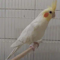 عروس هلندی و قناری|پرنده|اراک, |دیوار