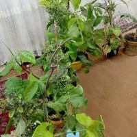 گل طبیعی|گل و گیاه طبیعی|چناران, |دیوار