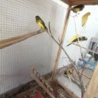 فروش قناری رسمی بلند