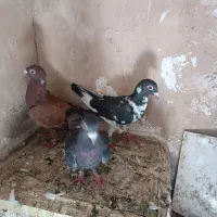 سه عدد کبوتر صید