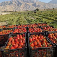 گوجه لوکس صادراتی درجه یک