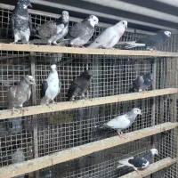 کبوتر جوجه هوایی