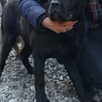 نر ۱۷ ماه نژاد کن کورسو