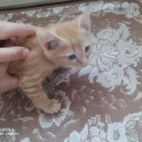 واگذاری رایگان بچه گربه