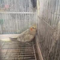 سه عدد عروس هلندی بالغ|پرنده|مشهد, عیدگاه|دیوار