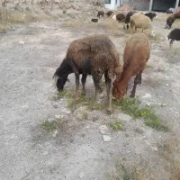۱عددتوخلی ماده