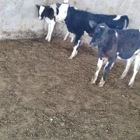 3راس گوساله ماده جنس خوب