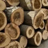 خرید انواع چوب صنوبر بید میوه وغیره