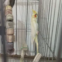 جوجه عروس|پرنده|اندیشه, اندیشه فاز ۱|دیوار