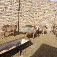 4راس میش کاور تقلی عربی آوستن