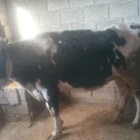 گاو وگوساله ماده