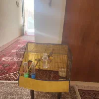 تعدادی قناری نروماده اماده وبخون وجوجه دوماهه|پرنده|ساوه, |دیوار