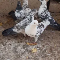 کبوتر غریبگیری|پرنده|ساوه, |دیوار