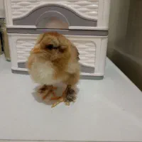 جوجه برهما و گلین