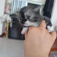 بچه گربه ماده چینچیلا