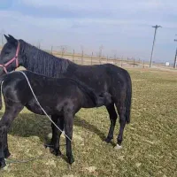 فروش سه راس اسب