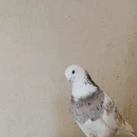 کفتر پرشی مایه کفتر  مامونیه