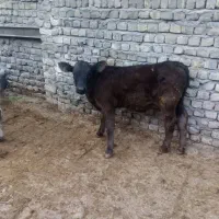 دوراس گوساله نر شاروله جنس دار120کیلو