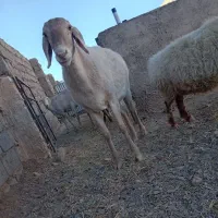 کابر چینی  قندوزی|حیوانات مزرعه|درمیان, |دیوار