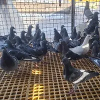 ۲۰ جفت کبوتر پلاکی مسافتی به شرط|پرنده|شیراز, دشت چنار|دیوار