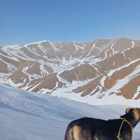 سگ،|سگ|مریوان, |دیوار