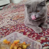 گربه|گربه|ورامین, ورامین|دیوار