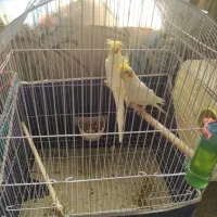 انواع عروس هلندی دست اموز و.  وحشی|پرنده|نقده, |دیوار