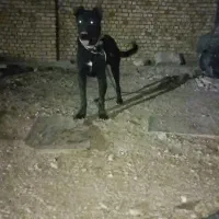 واگذاری سرابی ماده|سگ|کبودرآهنگ, |دیوار