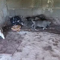سگ سرابی افغان