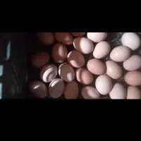 فروش تخم مرغ محلی
