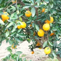 پرتقال|خوردنی و آشامیدنی|کردکوی, |دیوار