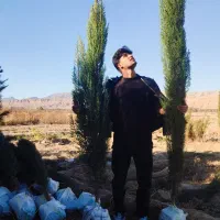 فروش سرو درجه یک ناز شیراز اصل|گل و گیاه طبیعی|تهران, جوادیه تهرانپارس|دیوار