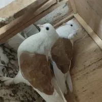 دو عدد کبوتر جفت|پرنده|قرچک, مهدیه|دیوار