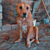 واگذاری سگ عراقی .پژدر فی ۵|سگ|لنجان, |دیوار