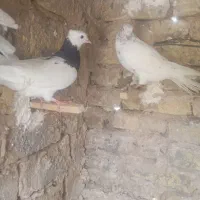 کفتر پرشی