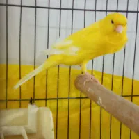 قناری سوپر کشیده بلند نر بخوان|پرنده|رشت, جهاد|دیوار