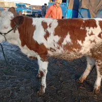 گوشت‌گوساله