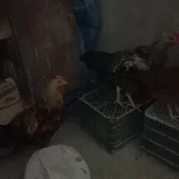 خروس  فروشی