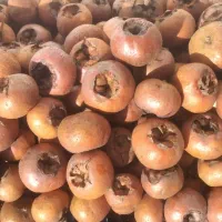 فروش ازگیل تناژ به قیمت عمده