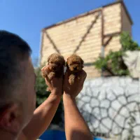 تاینی پودل با اصالت