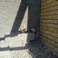 کبوتر|پرنده|فسا, |دیوار