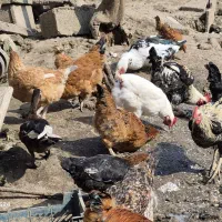 مرغ و خروس|حیوانات مزرعه|رشت, کوی قدس|دیوار