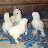 ابریشمی وبرهما و ایام و سبرایت