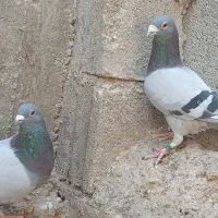 جفت کبوتر پلاکی مسافت بلند