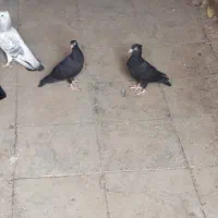 کفتر یا کبوتر جوجه زاغ