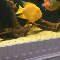 پرت بزرگ
